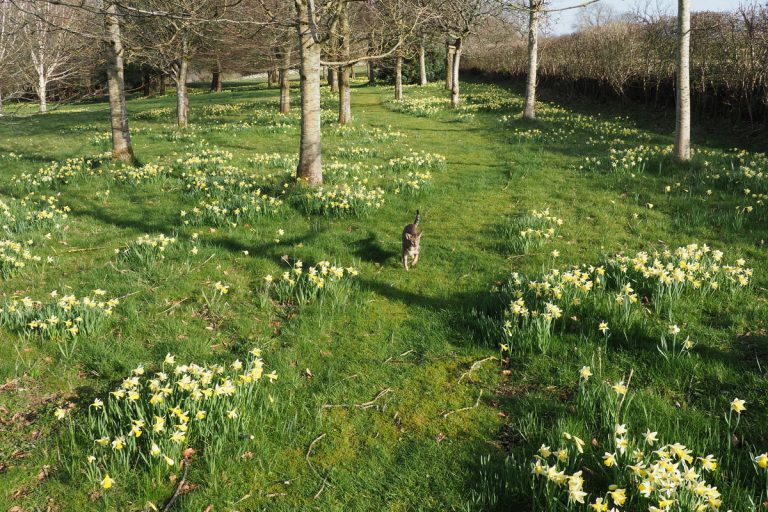 1168 QFH Daffodils. Shakti 1200 768x512